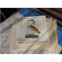 10 Frameable bird prints