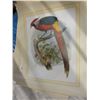 Image 2 : 10 Frameable bird prints