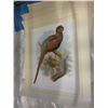 Image 3 : 10 Frameable bird prints