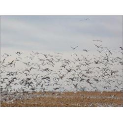 South Dakota Snow Goose Hunt