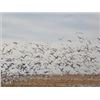 Image 1 : South Dakota Snow Goose Hunt