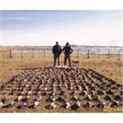 Argentina Hunt for Doves