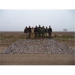 Argentina Hunt for Doves