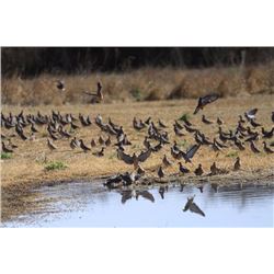 Argentina Hunt for Doves