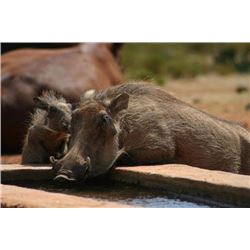 South African Safari