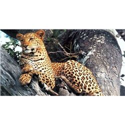 South African Safari