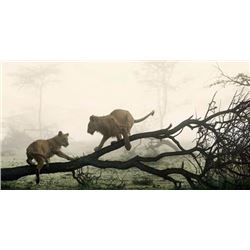 South African Safari