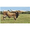 Image 1 : SEMEN LOT: XCALIBUR STAR