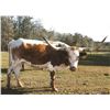 Image 1 : WIREGRASS MARLO