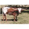 Image 1 : TBILL'S PATTY