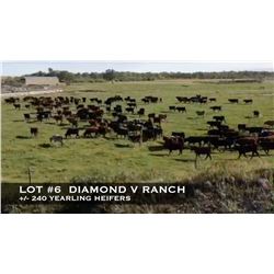Diamond V Ranch, High River, Alberta