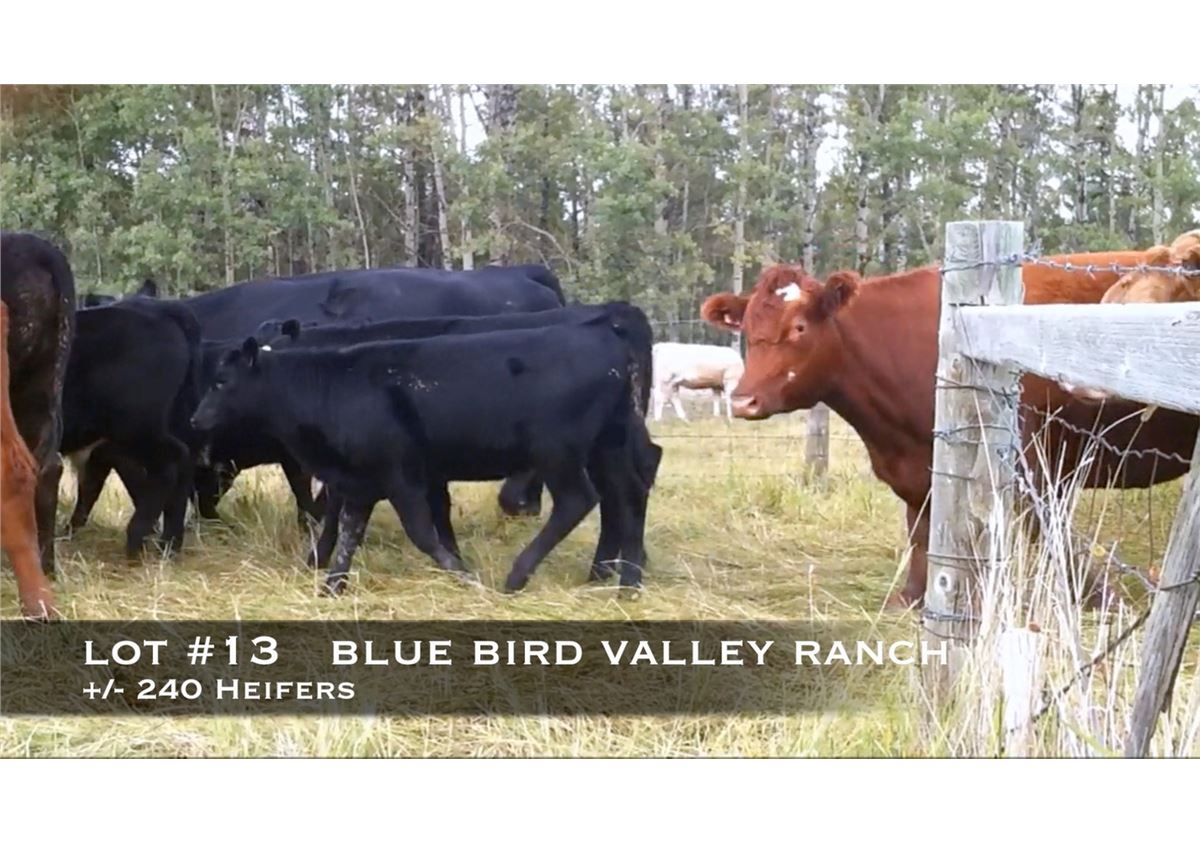 Blue Bird Valley Ranch, Nanton, Alberta