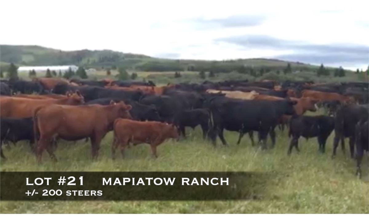 Mapiatow Ranch, Nanton, Alberta