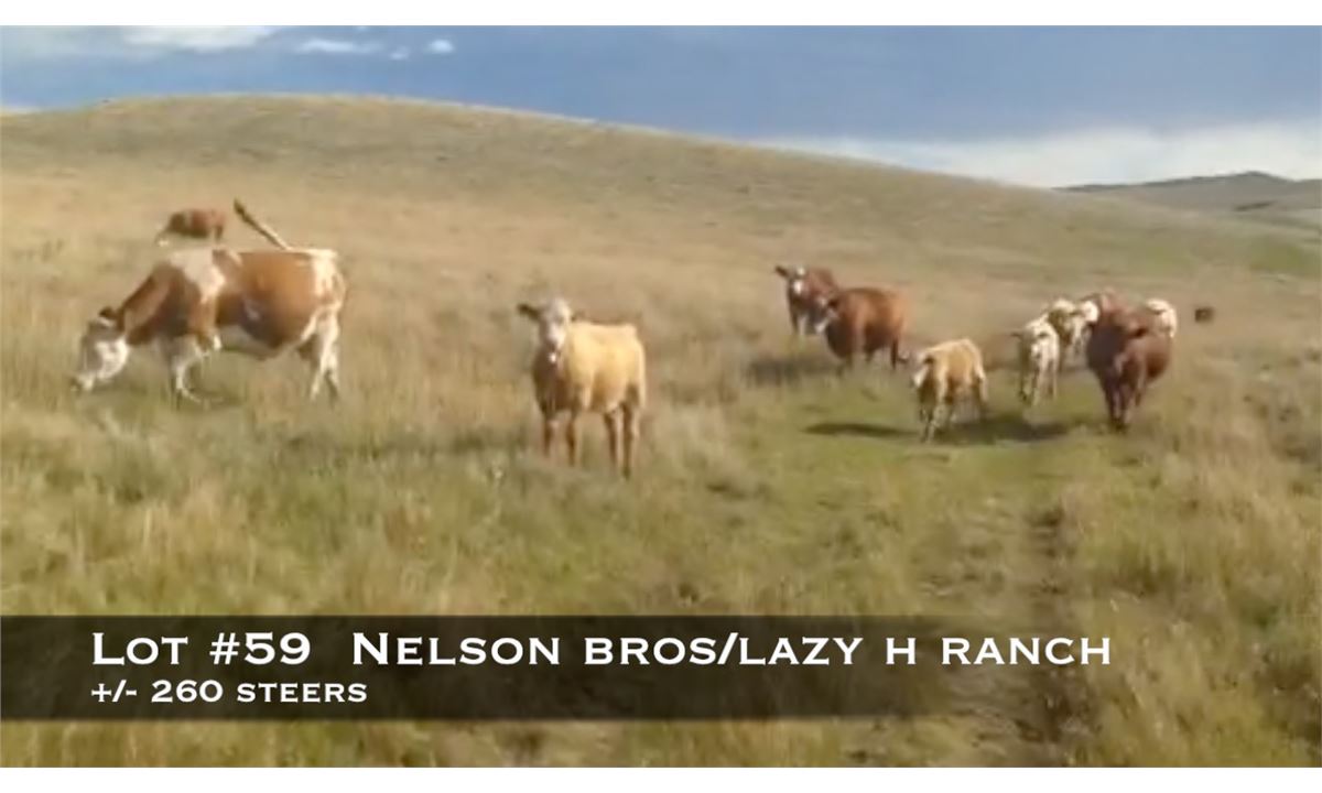Nelson Brothers Lazy H Ranch, High River, Ab.