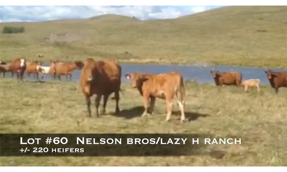 Nelson Brothers Lazy H Ranch, High River, Ab.