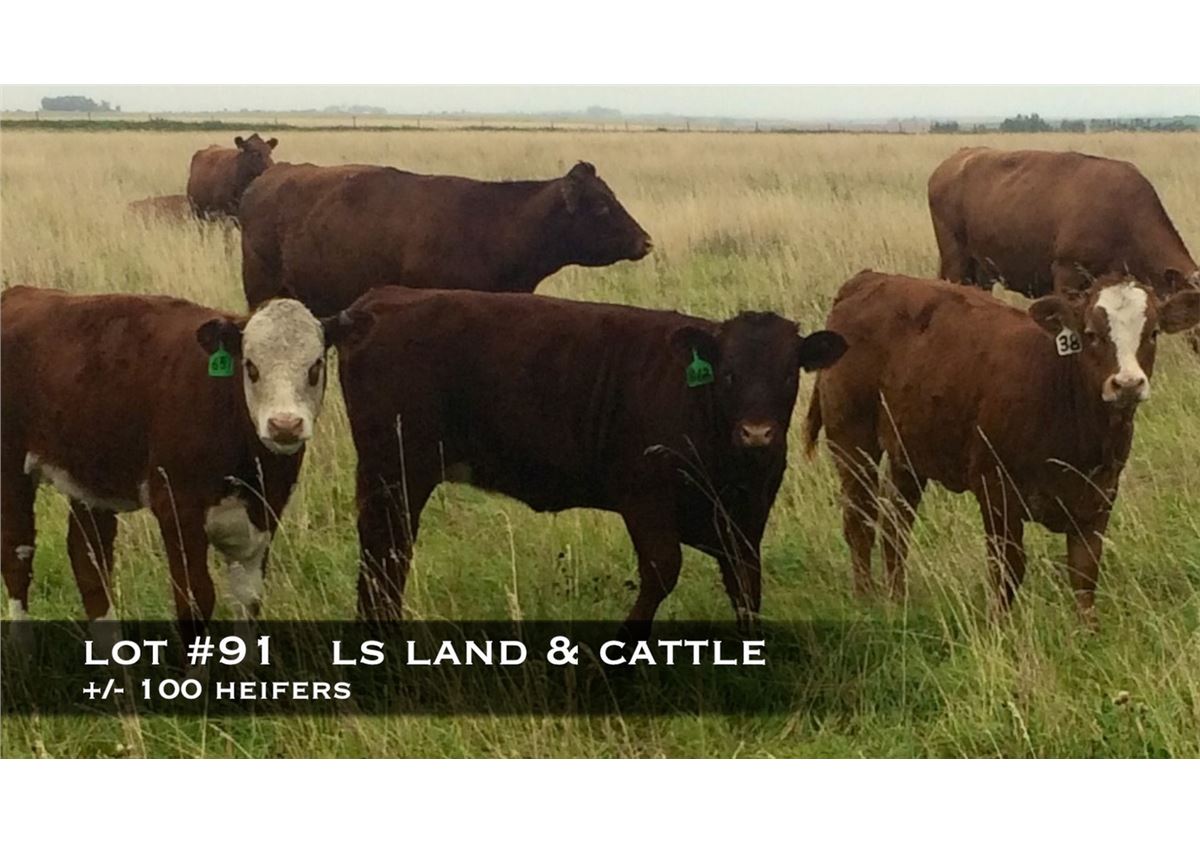 LS Land & Cattle, Didsbury, Alberta