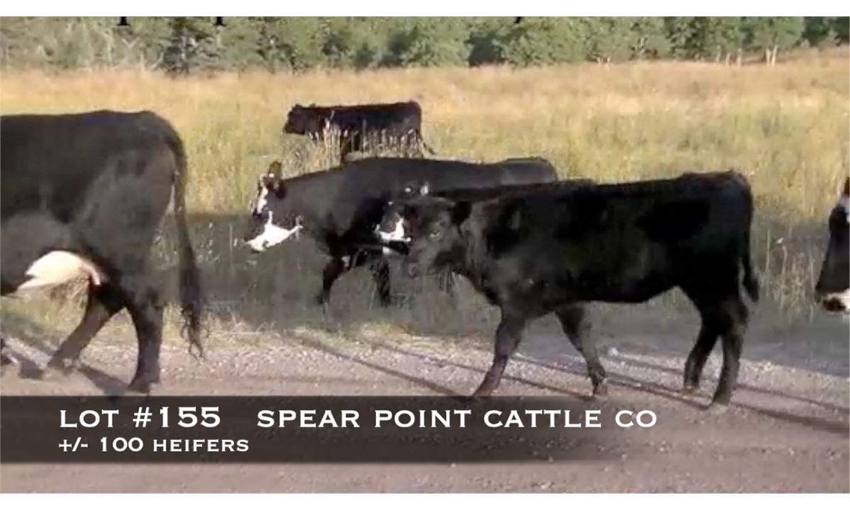 Spear Point Cattle Co., Twin Butte, Alberta