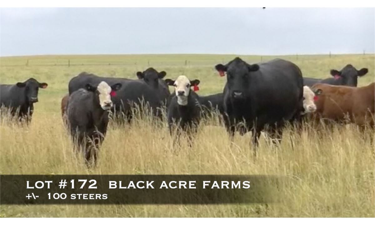 Black Acre Farms, Fort Macleod, Alberta