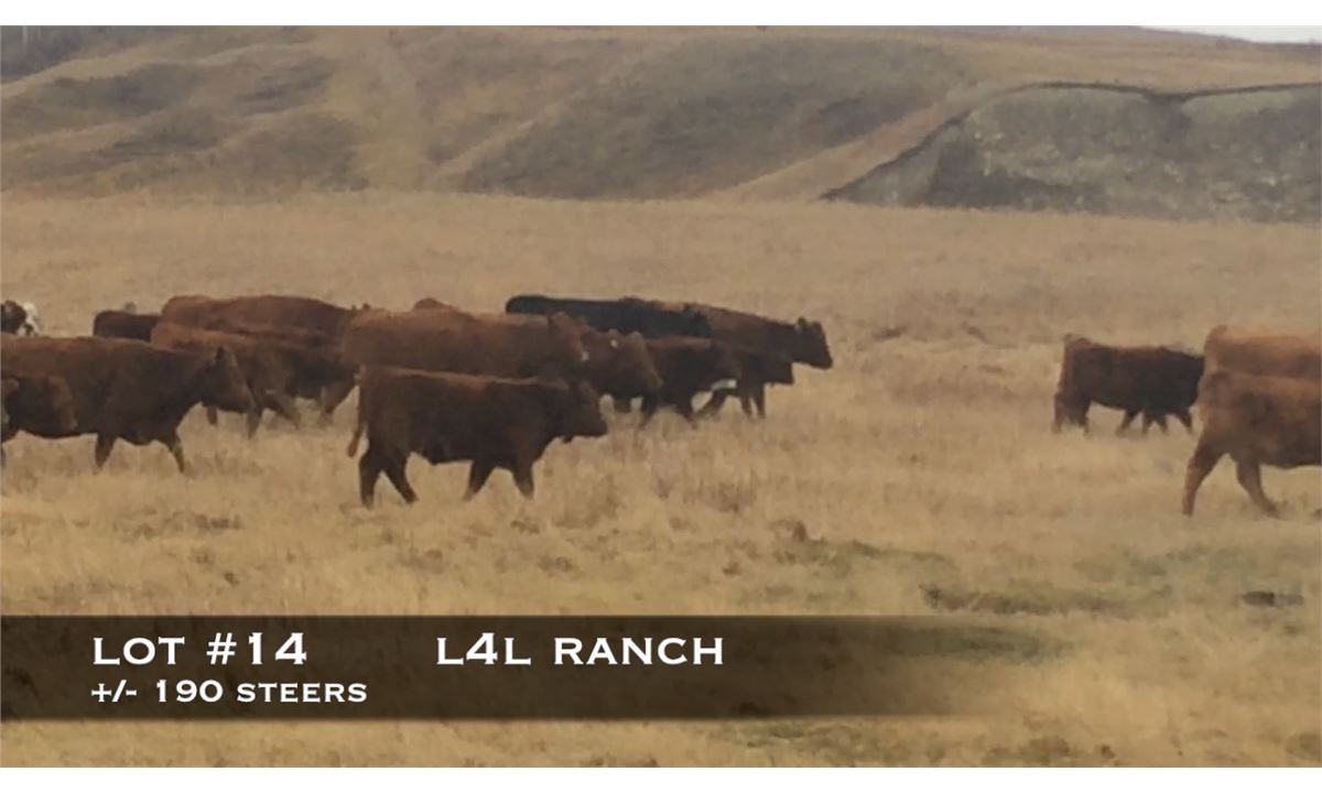 L4L Ranch, Stavely, Alberta