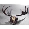 Image 1 : THE SKULL AND ANTLERS OF THE EXTINCT GREAT IRISH DEER, Cervus Giganteus Hibernicus, mounted on a...