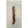 Image 2 : Gazelle Antlers