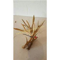 White Tail Deer Antlers #70
