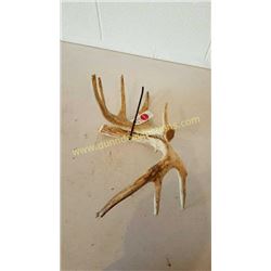 White Tail Deer Antlers #71
