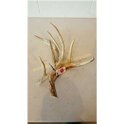 White Tail Deer Antlers #72