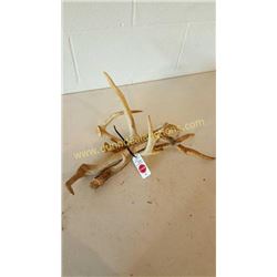 White Tail Deer Antlers #73