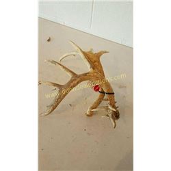 White Tail Deer Antlers #74