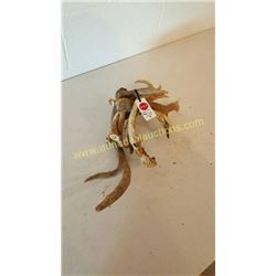 White Tail Deer Antlers #75