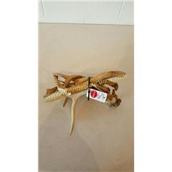 White Tail Deer Antlers #76