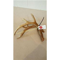 White Tail Deer Antlers #78