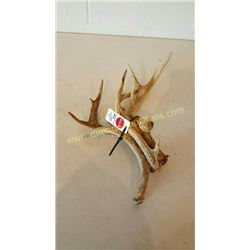 White Tail Deer Antlers #79