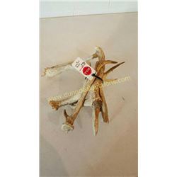 White Tail Deer Antlers #80