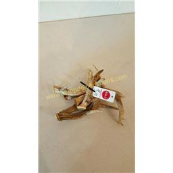 White Tail Deer Antlers #81