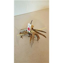 White Tail Deer Antlers #82
