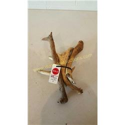 White Tail Deer Antlers #84