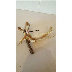 White Tail Deer Antlers #86