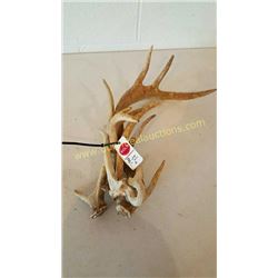 White Tail Deer Antlers #87