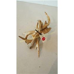 White Tail Deer Antlers #88