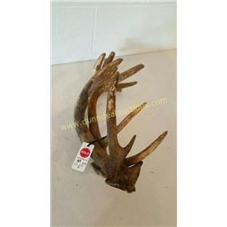 White Tail Deer Antlers #89