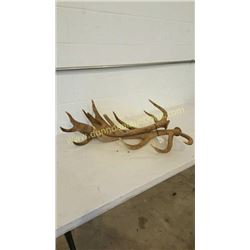 Red Deer Antlers #1
