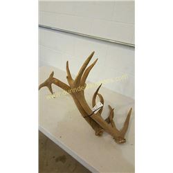 Red Deer Antlers #2