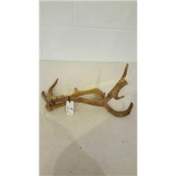 Red Deer Antlers #3
