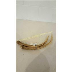 Red Deer Antlers #4
