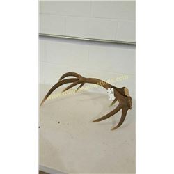 Red Deer Antlers #5