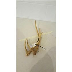 Red Deer Antlers #6