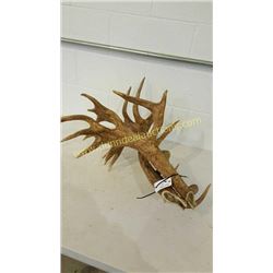 Red Deer Antlers #7