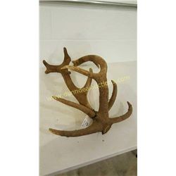 Red Deer Antlers #17
